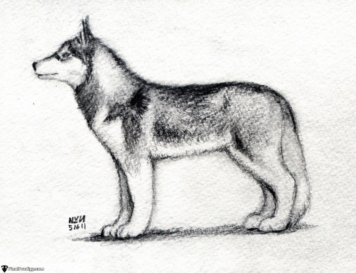 How to Sketch a Husky - FinalProdigy.com